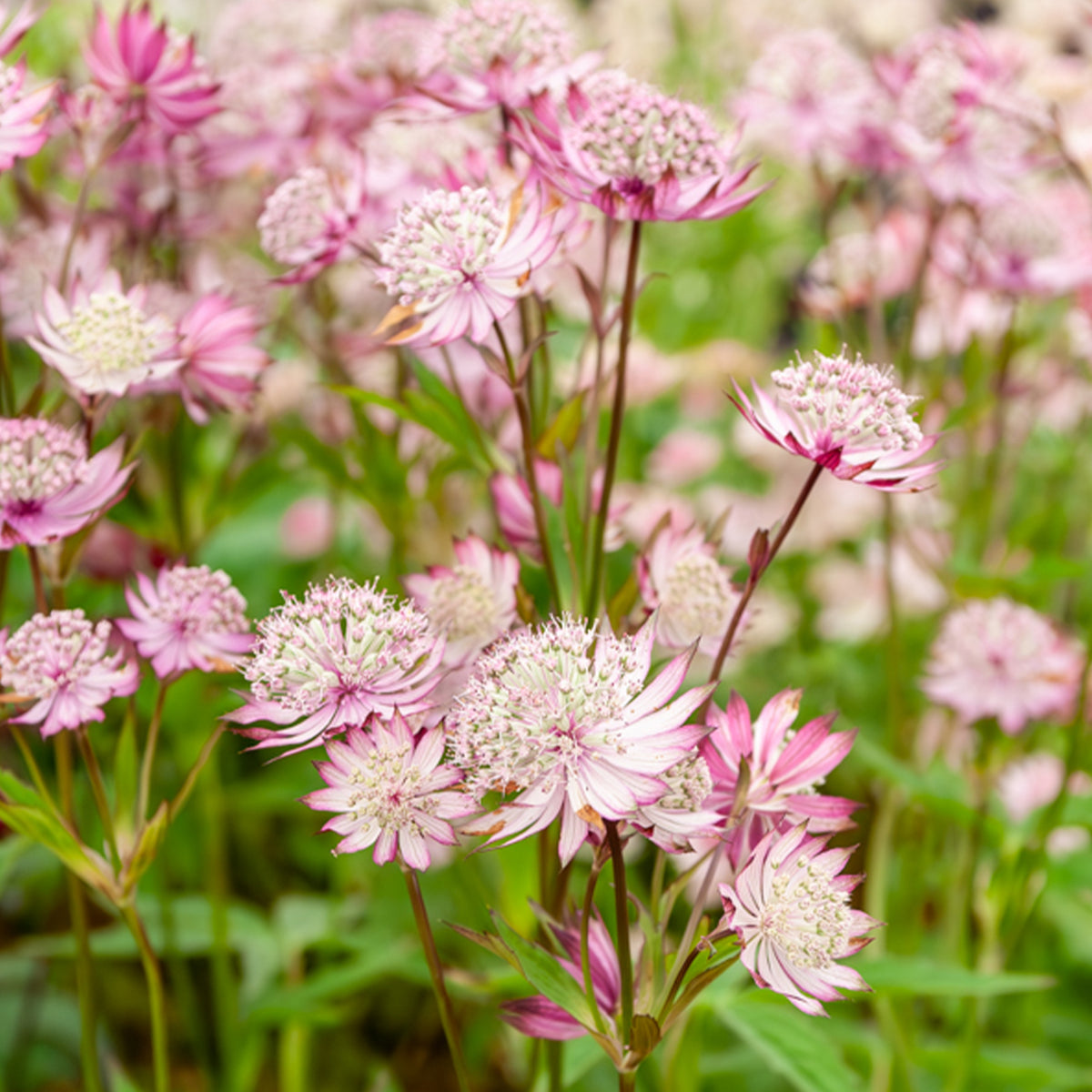 Astrantia major rosea - Zeeuwsknoopje (x3) - Astrantia