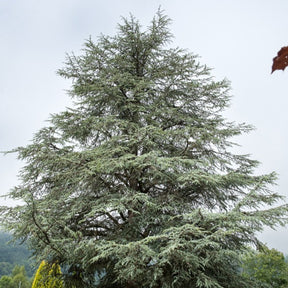 Cedrus atlantica glauca - Blauwe ceder - Coniferen