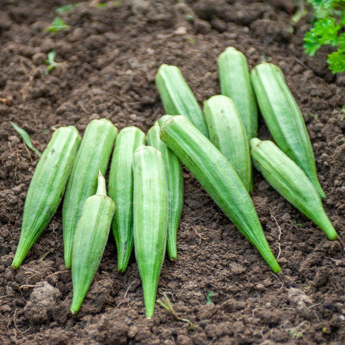 Okra