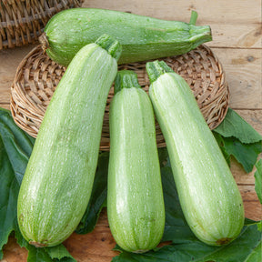 Courgette 'Grey Filler F1' - Willemse