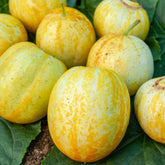 Komkommer rond Lemon Crystal Apple