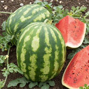 Watermeloen 'Crimson Sweet' - BIO