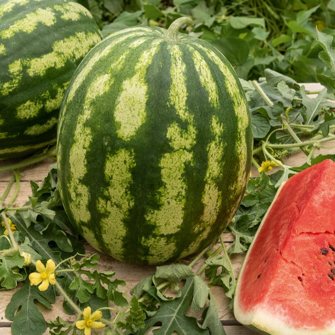 Watermeloen 'Crimson Sweet' - BIO