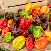 Habanero peper