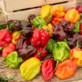 Habanero peper