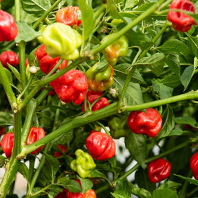 Habanero peper