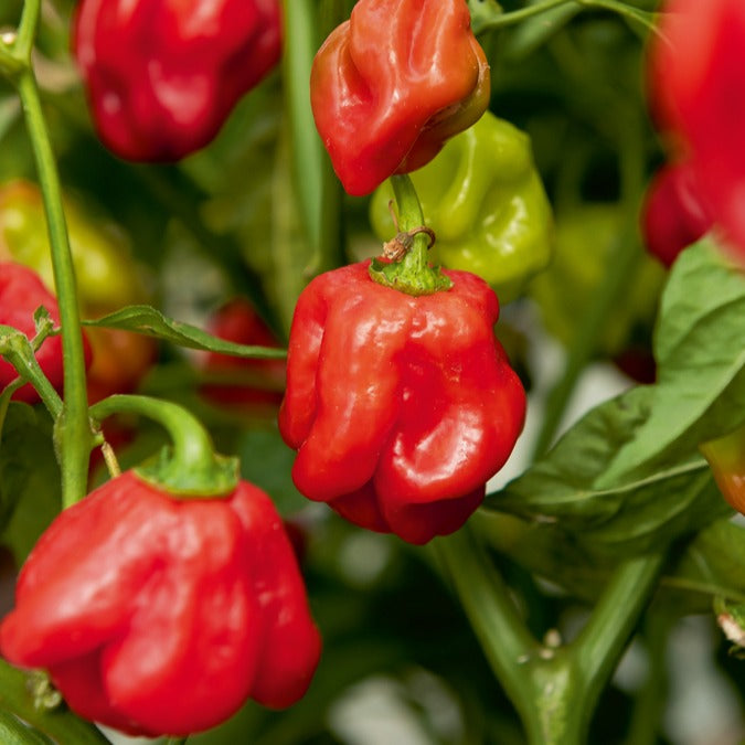 Habanero peper