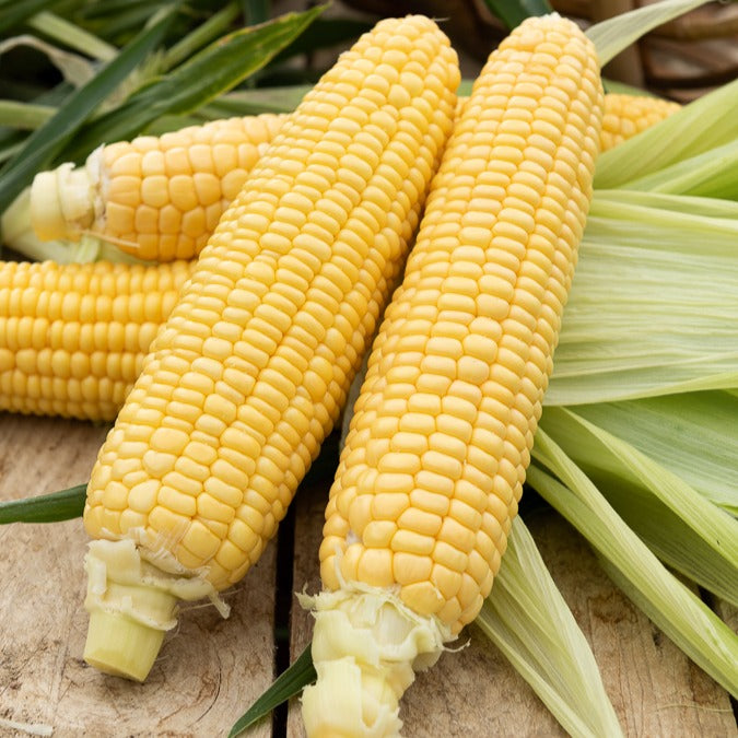 Maïs 'Golden Bantam' BIO