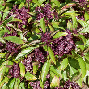 Thaise basilicum 'Siam Koningin'