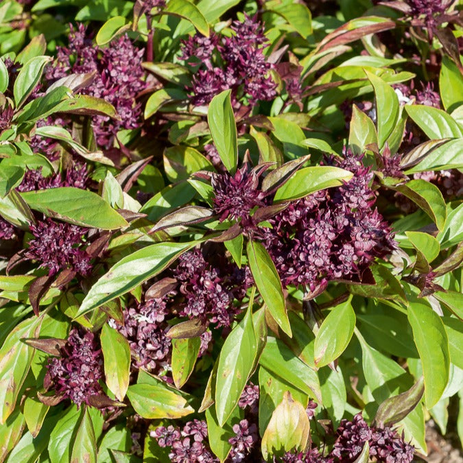 Thaise basilicum 'Siam Koningin'