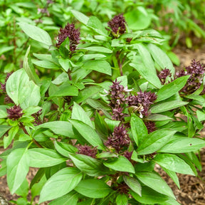 Thaise basilicum 'Siam Koningin'