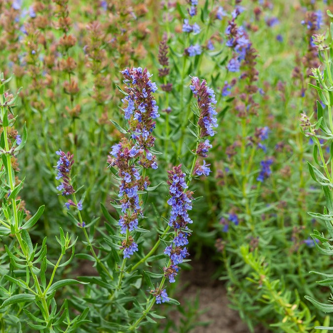 Hyssop - BIO