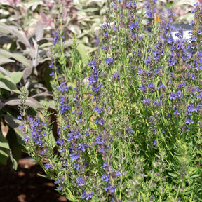 Hyssop - BIO