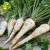 Wortelpeterselie halflange