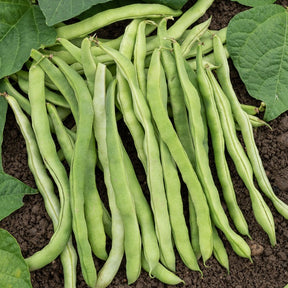 Stokslaboon Neckarkönigin