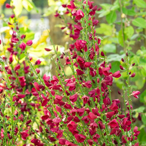 Brem 'Boskoop Ruby' 9 cm - Willemse