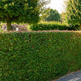 Acer campestre - Spaanse aak (x10) - Bomen