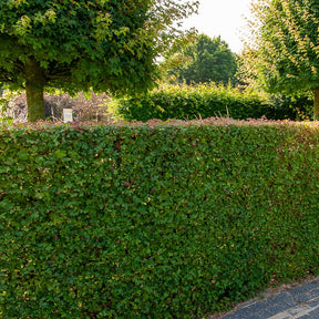 Acer campestre - Spaanse aak (x10) - Bomen