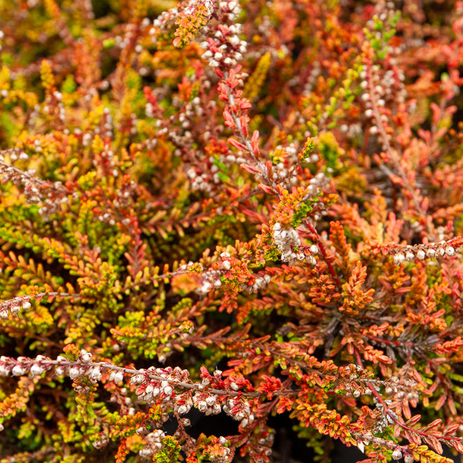 Calluna vulgaris Wickwar Flame - Dopheide 'Wickwar Flame' - Heideplanten