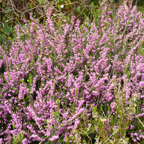 Winterheide 'Furzey' - Erica darleyensis furzey - Willemse