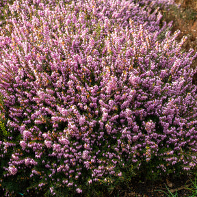 Verkoop Winterheide 'Darley Dale' - Erica darleyensis Darley Dale
