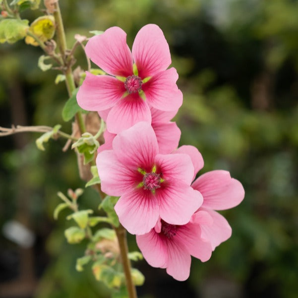 Kaapse malva 'El Rayo' - Anisodontea El Rayo - Willemse