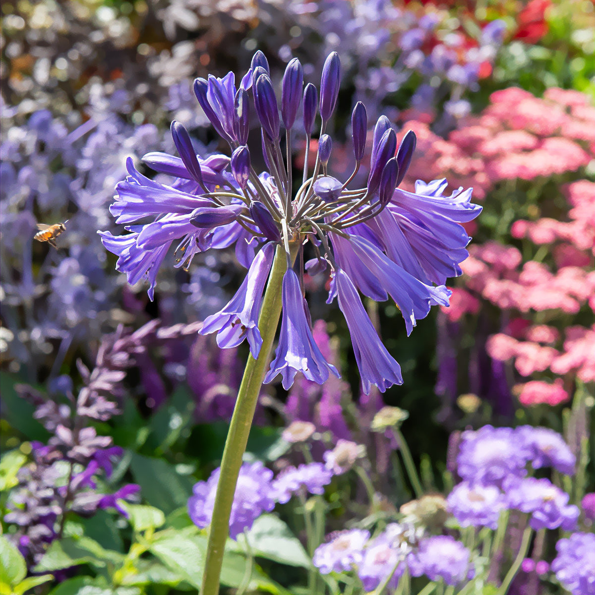 Agapanthus - Afrikaanse lelie 'Black Pantha' - Agapanthus Black Pantha