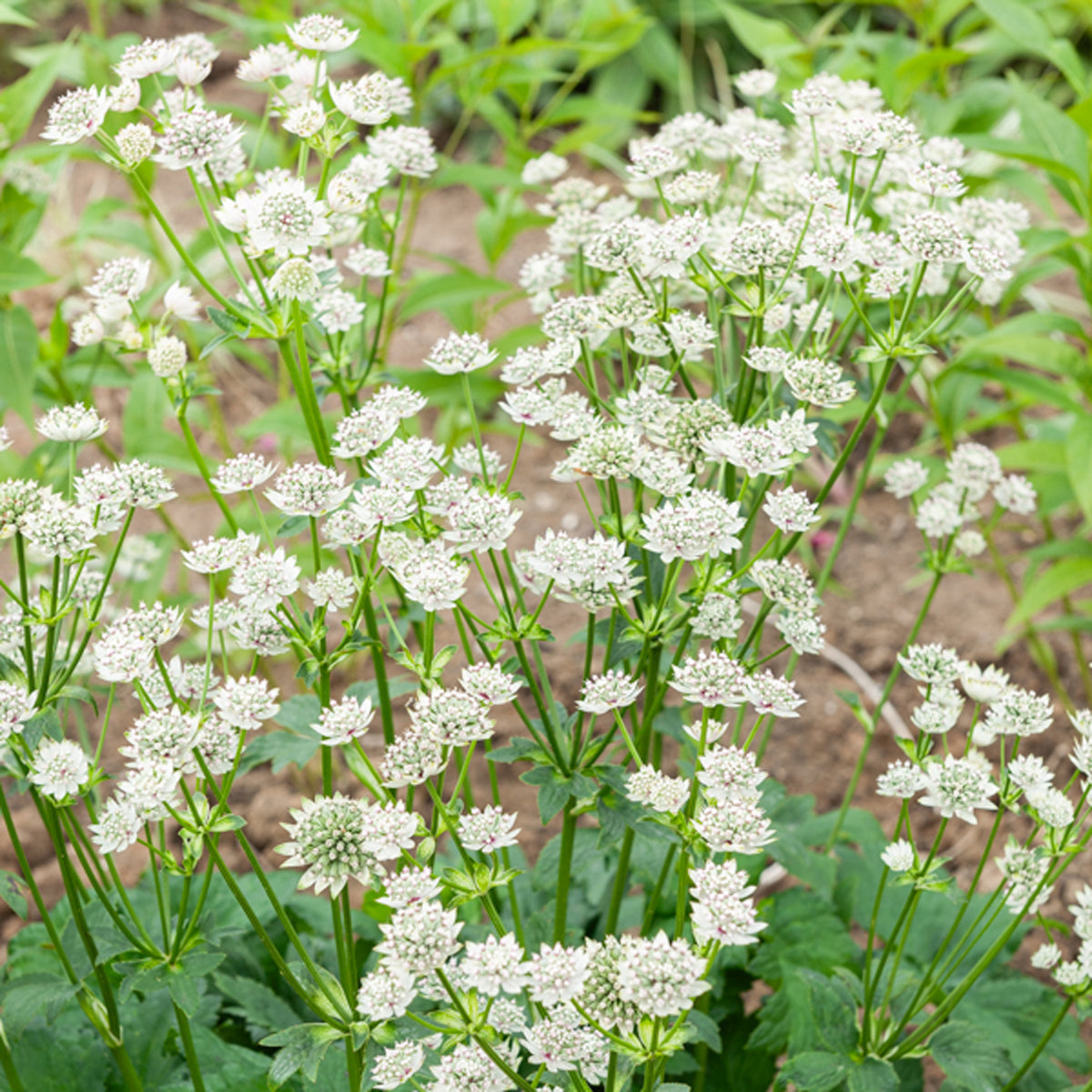 Zeeuws knoopje Star of Billion - Willemse