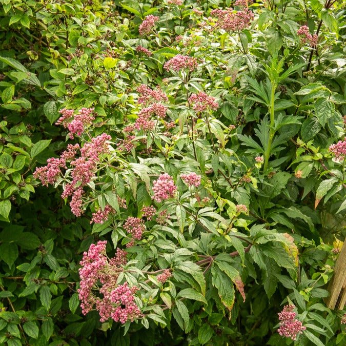 Koninginnekruid - Eupatorium cannabinum Plenum - Willemse