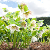 Helleborus orientalis white lady spotted - Kerstroos 'White Lady Spotted' - Helleborus - Kerstroos