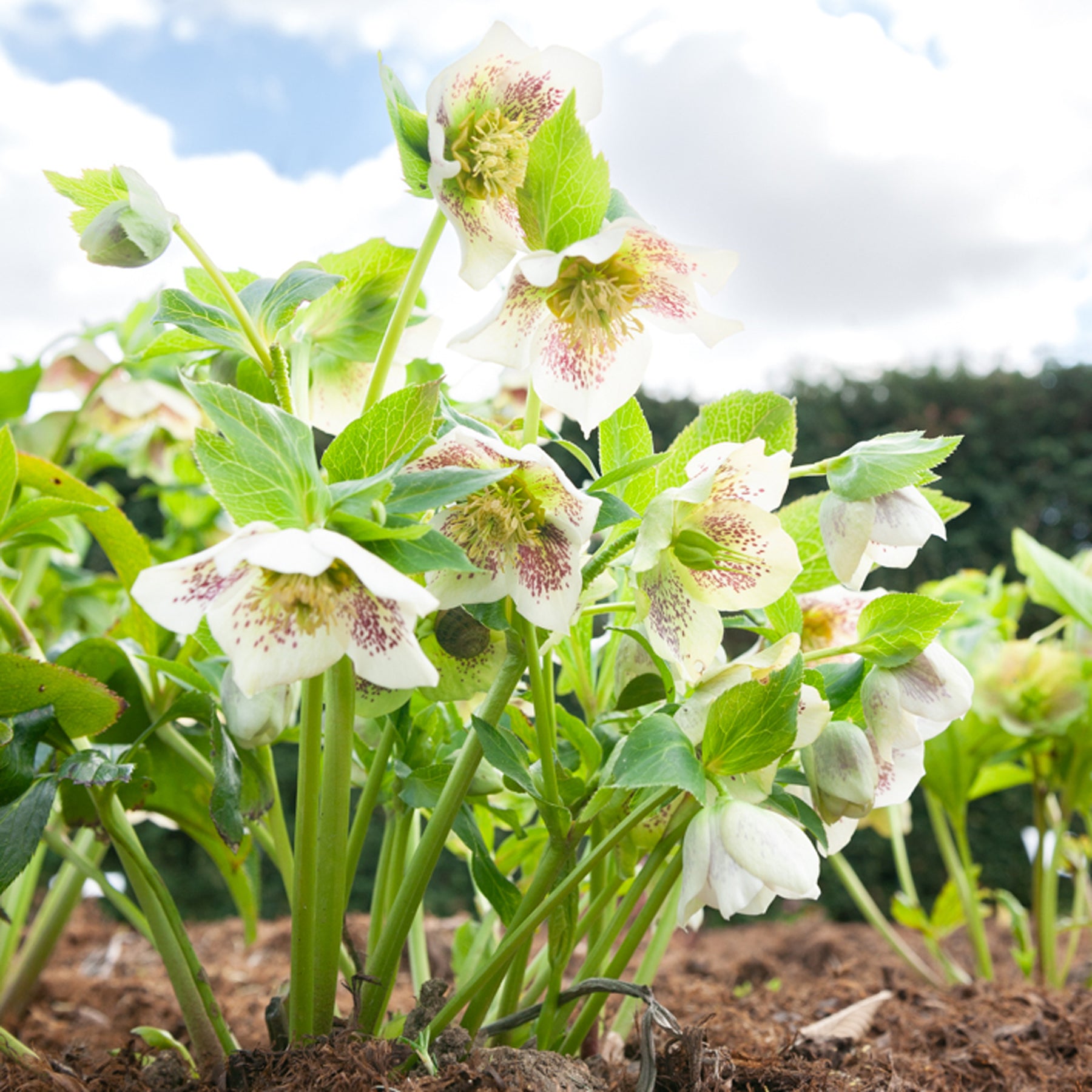 Helleborus orientalis white lady spotted - Kerstroos 'White Lady Spotted' - Helleborus - Kerstroos