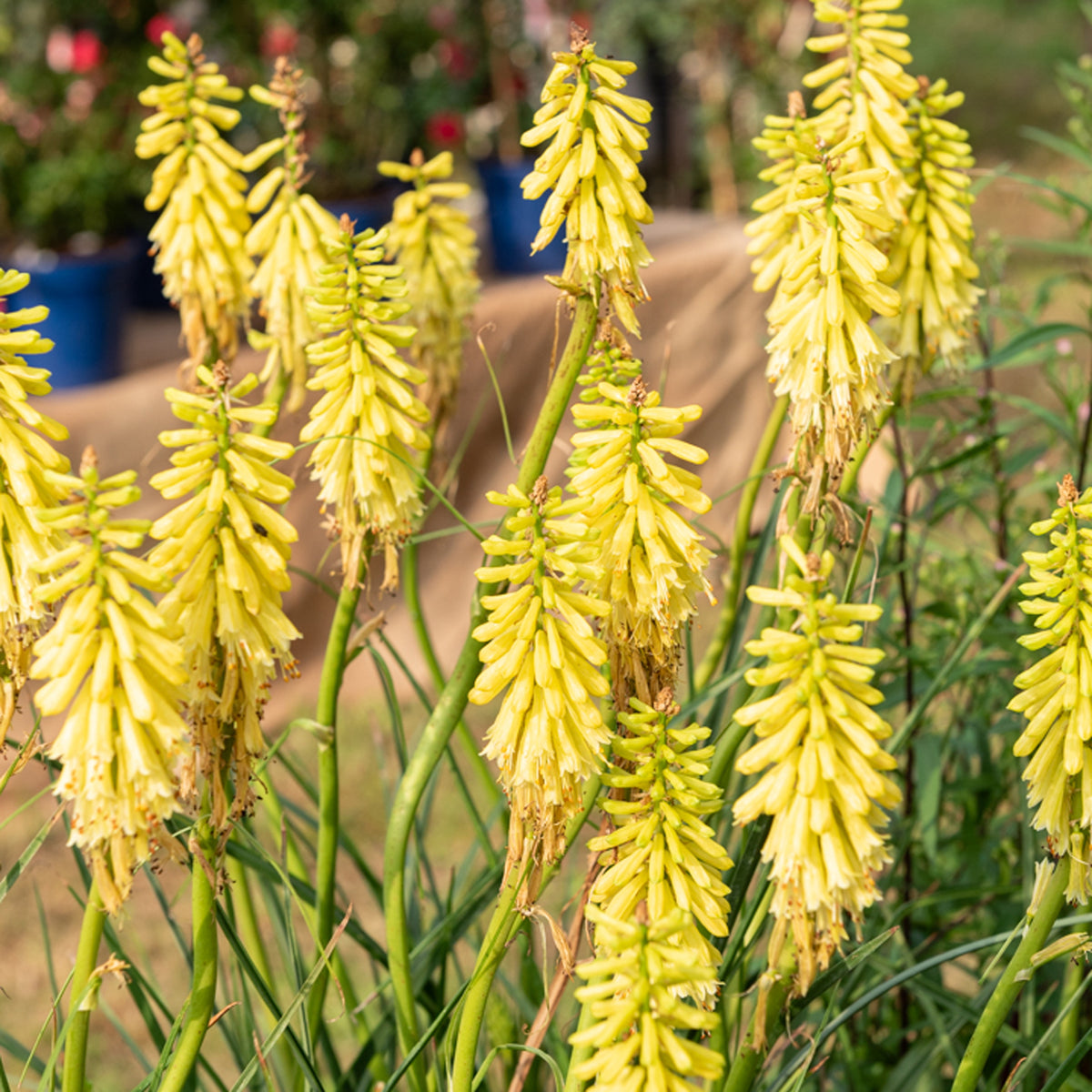 Vuupijl Lemon Popsicle - Willemse