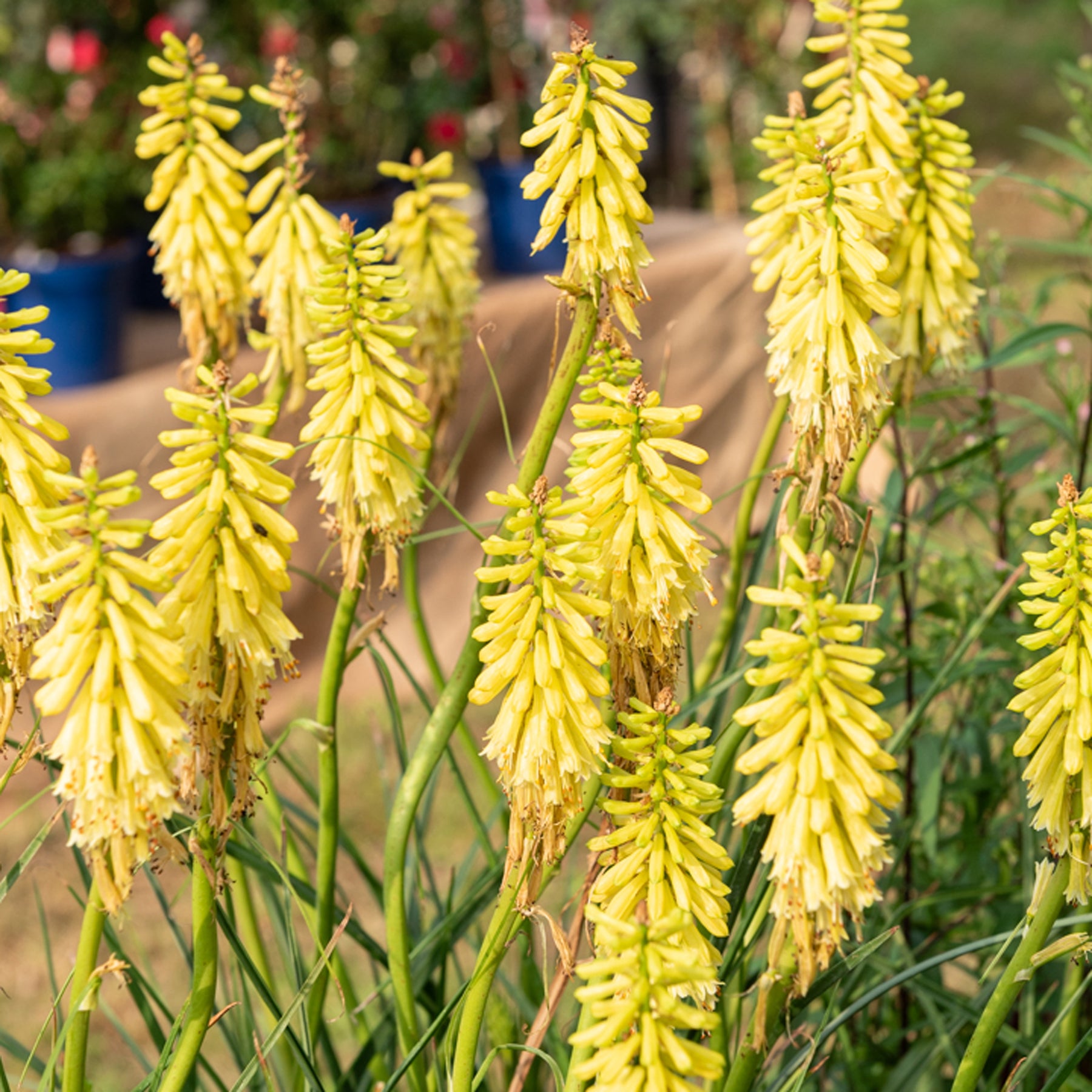 Vuupijl Lemon Popsicle - Willemse