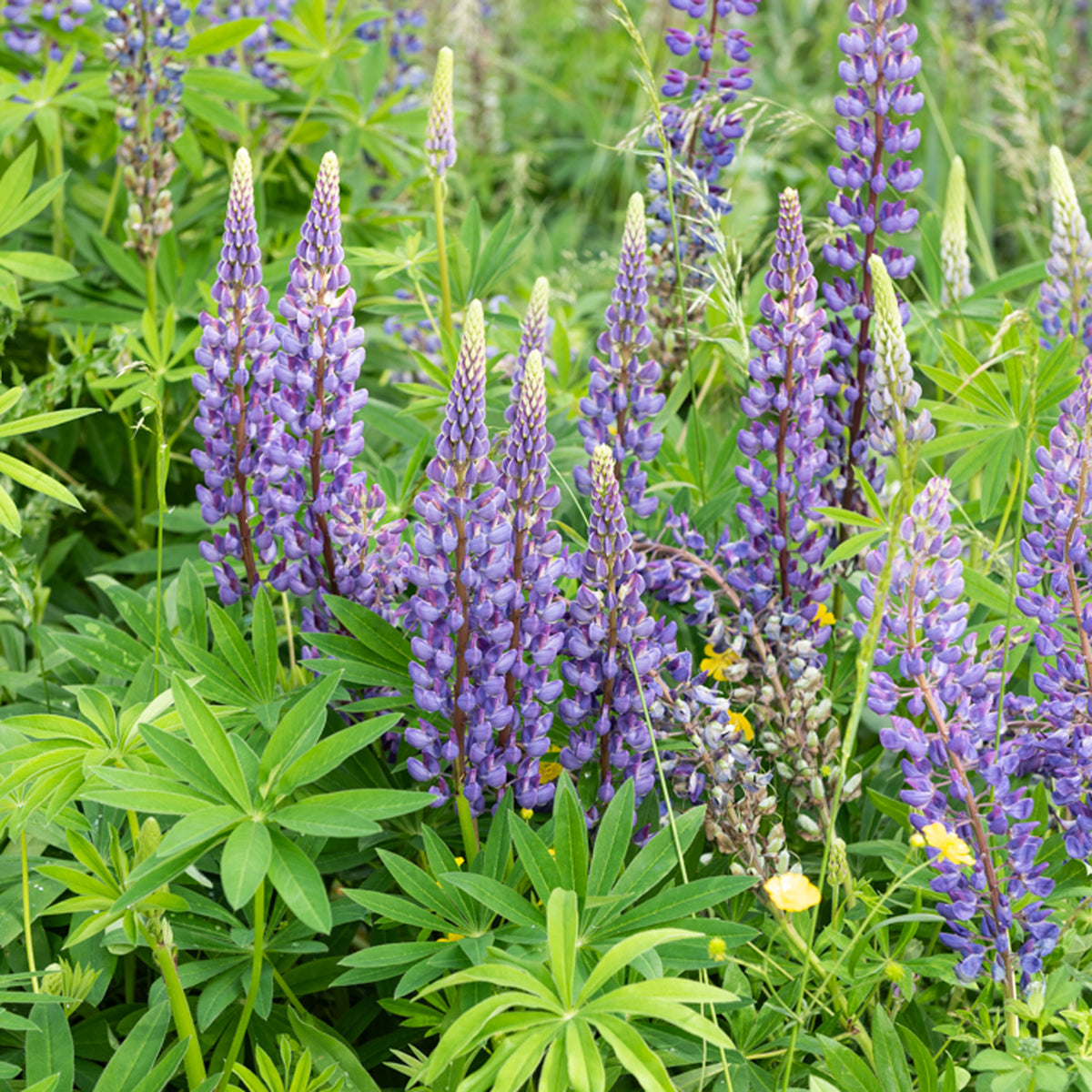 Lupine Gallery Blue - Lupinus Gallery Blue - Willemse