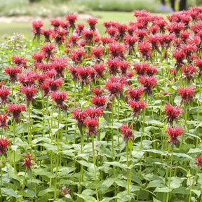 Bergamotplant Cambridge Scarlet - Monarda cambridge scarlet - Willemse