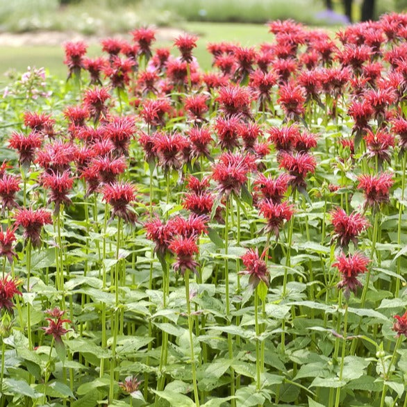 Bergamotplant Cambridge Scarlet - Monarda cambridge scarlet - Willemse