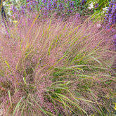 Liefdesgras - Eragrostis spectabilis - Willemse