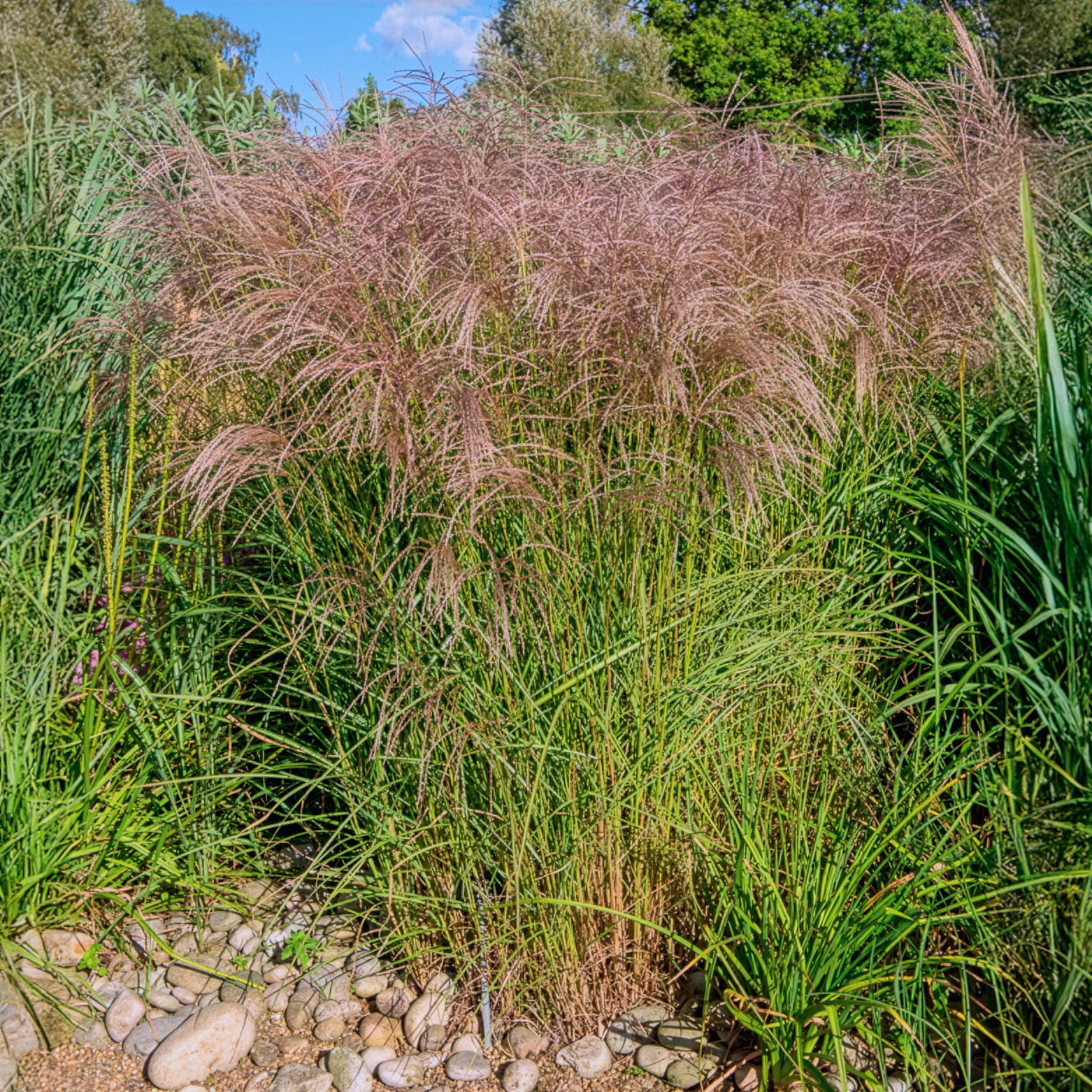 Miscanthus - Chinees riet - Chinees riet 'Flamingo' - Miscanthus sinensis flamingo