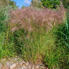Miscanthus - Chinees riet - Chinees riet 'Flamingo' - Miscanthus sinensis flamingo