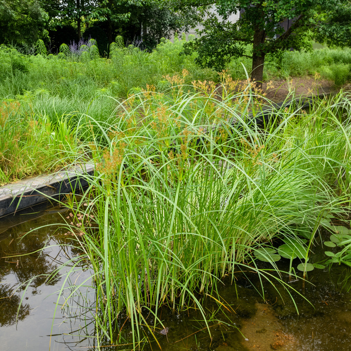 Cyperus longus - Cypergras - Siergrassen