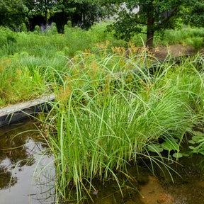 Siergrassen - Cypergras - Cyperus longus