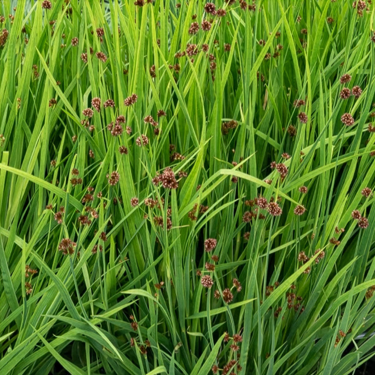 Dwergrus