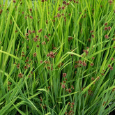Dwergrus