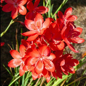 Moerasgladiool 'Major' - Schizostylis coccinea major - Willemse
