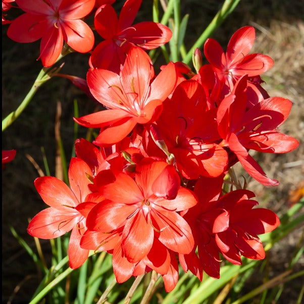 Moerasgladiool 'Major' - Schizostylis coccinea major - Willemse
