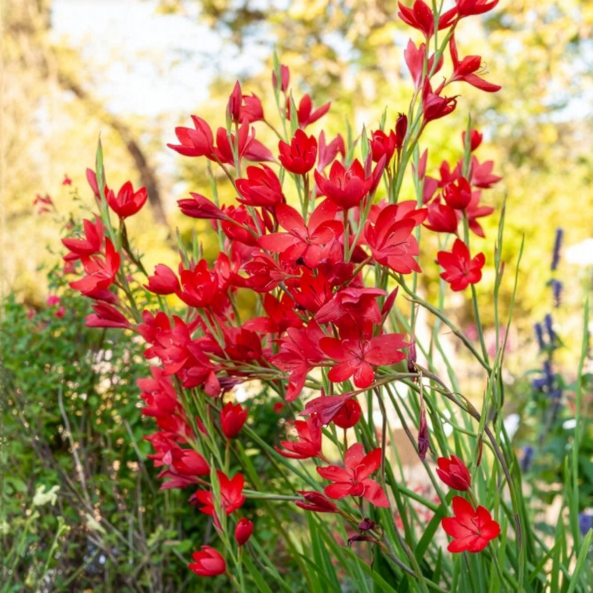 Moerasgladiool 'Major' - Willemse