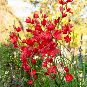Moerasgladiool 'Major' - Willemse