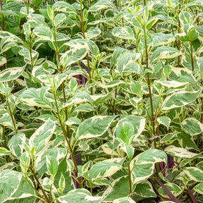 Cornus alba elegantissima - Bonte kornoelje 'Elegantissima' - Heesters
