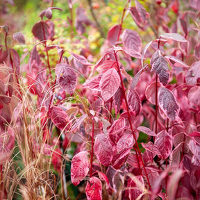 Heesters - Bonte kornoelje 'Elegantissima' - Cornus alba elegantissima