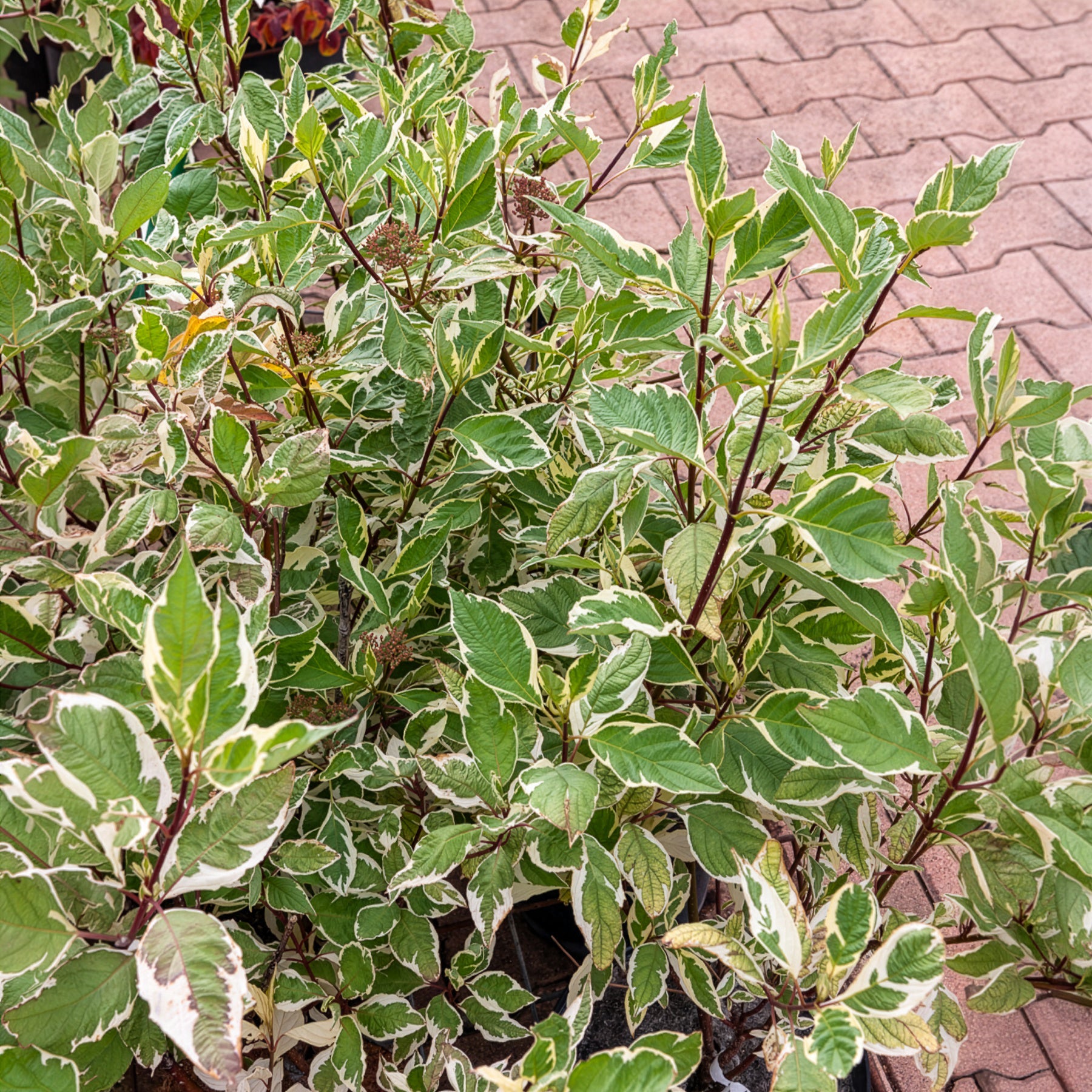 Bonte kornoelje 'Elegantissima' - Willemse